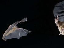 研究揭示了蝙蝠海马体中不同的时间细胞群