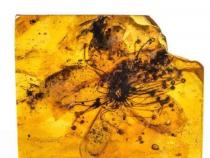 3300万年前保存在琥珀中的最大花朵