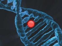 科学家确定基因靶标以提高癌症免疫疗法的有效性