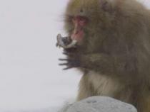 日本猕猴的捕鱼和进食行为得到证实