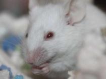性别差异如何影响小鼠肺损伤