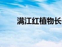 满江红植物长在哪里（满江红植物）