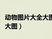 动物图片大全大图卡通简笔画（动物图片大全大图）