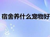 宿舍养什么宠物好可爱（宿舍养什么宠物好）