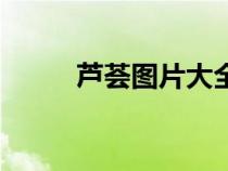 芦荟图片大全集（芦荟图片大全）