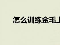 怎么训练金毛上厕所（怎么训练金毛）