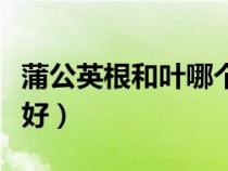 蒲公英根和叶哪个药效好（蒲公英根和叶哪个好）