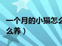 一个月的小猫怎么喂养农村（一个月的小猫怎么养）