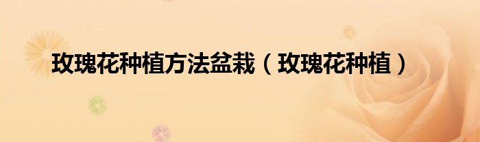 玫瑰花种植方法盆栽（玫瑰花种植）
