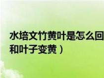 水培文竹黄叶是怎么回事(我养的水培文竹为什么总是烂根和叶子变黄) 水培文竹黄叶是怎么回事(我养的水培文竹为什么总是烂根和叶子变黄)