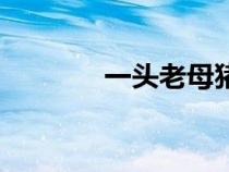 一头老母猪图片（母猪图片）