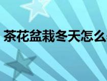 茶花盆栽冬天怎么养（冬天的冻蒜怎么做的）