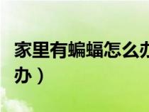 家里有蝙蝠怎么办可以打吗（家里有蝙蝠怎么办）