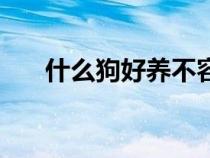 什么狗好养不容易生病（什么狗好养）
