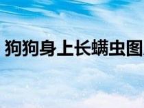 狗狗身上长螨虫图片（狗狗身上的螨虫图片）