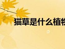 猫草是什么植物的种子（猫草是什么）