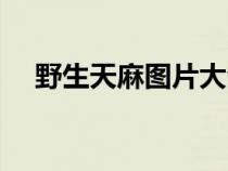 野生天麻图片大全欣赏（野生天麻图片）