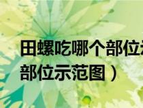 田螺吃哪个部位示范图 可食用（田螺吃哪个部位示范图）