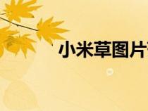 小米草图片药材（小米草图片）