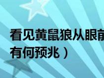看见黄鼠狼从眼前跑过什么预兆（看见黄鼠狼有何预兆）