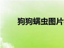 狗狗螨虫图片症状（狗狗螨虫图片）