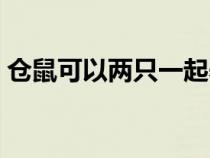仓鼠可以两只一起养吗（仓鼠可以喝牛奶吗）