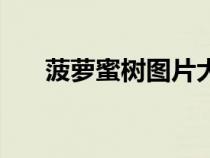 菠萝蜜树图片大全图（菠萝蜜树图片）