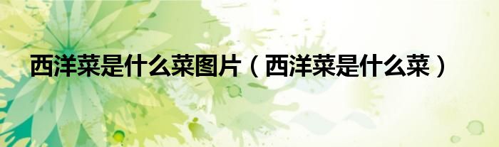 西洋菜是什么菜图片（西洋菜是什么菜）