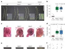 科学家利用基因突变加速植物育种过程