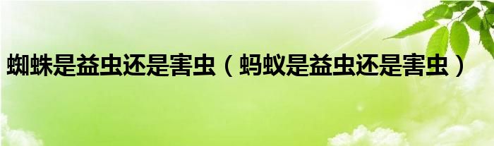 蜘蛛是益虫还是害虫（蚂蚁是益虫还是害虫）
