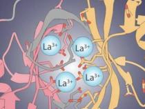Lanpepsy是一种新型蛋白质 可高度特异性地结合镧系元素 Lanpepsy是一种新型蛋白质 可高度特异性地结合镧系元素