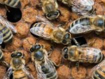 荧光蛋白揭示蜜蜂大脑