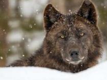 科罗拉多州的狼展示了人类如何重新思考他们与野生动物的关系