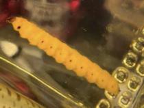 梅斯卡尔蠕虫：DNA证据表明它是一种单一的蛾类