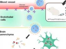 通过血脑屏障运输抗体以治疗阿尔茨海默病
