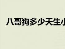 八哥狗多少天生小狗（八哥狗多少钱一只）