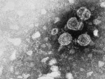 CDC在新建议中说至少接受一次乙型肝炎检测