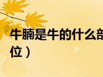 牛腩是牛的什么部位的肉（牛腩是牛的什么部位）