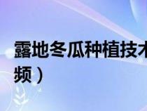 露地冬瓜种植技术视频（露地西瓜种植技术视频）