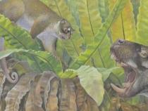 25万年前的奇异负鼠和奇怪的袋熊亲戚化石揭示了澳大利亚隐藏的过去
