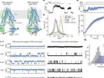 综合结构生物学为囊性纤维化治疗提供新线索