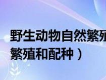 野生动物自然繁殖和配种方法(野生动物自然繁殖和配种) 野生动物自然繁殖和配种方法(野生动物自然繁殖和配种)
