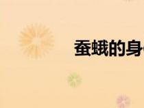 蚕蛾的身体结构图（蚕蛾）