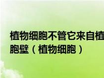 植物细胞不管它来自植物的根茎叶还是花朵果实几乎都有细胞壁(植物细胞) 植物细胞不管它来自植物的根茎叶还是花朵果实几乎都有细胞壁(植物细胞)
