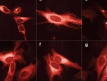 生物学家开发新纪录的亮红色荧光蛋白