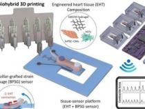 体外3D工程心脏组织监测药物诱导的心脏毒性
