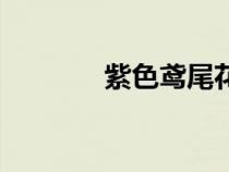 紫色鸢尾花语（紫色鸢尾花）