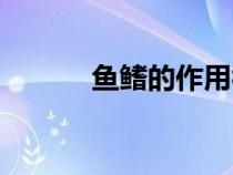 鱼鳍的作用视频（鱼鳍的作用）