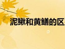 泥鳅和黄鳝的区别（泥鳅和黄鳝的区别）