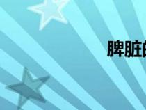 脾脏的功能与作用